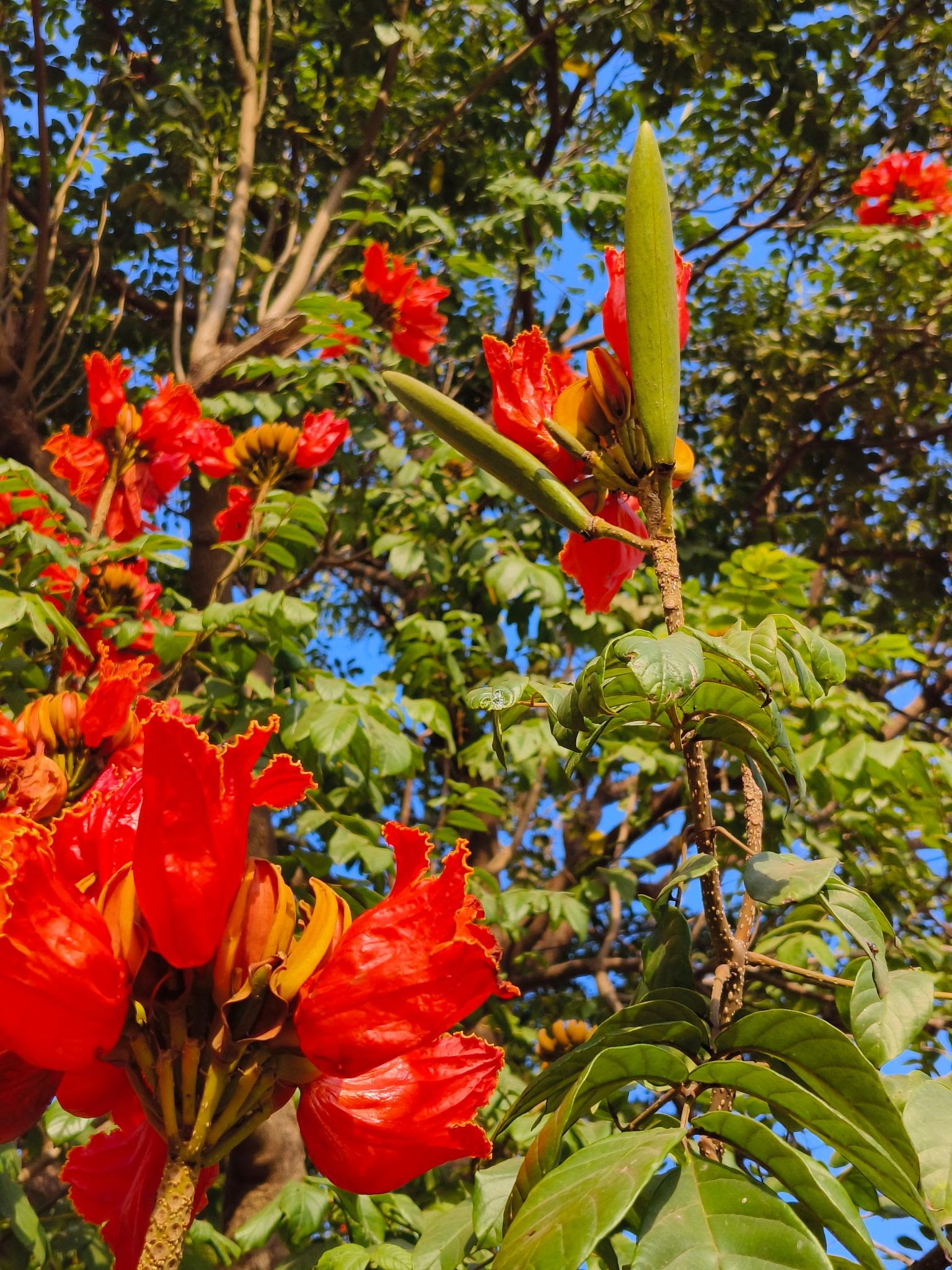 Spathodea campanulata